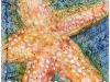 karina_bjerregaard_starfish